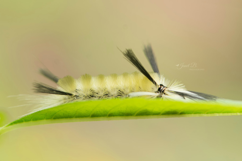Caterpillar by janetb