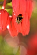 11th Jun 2018 - Chilean Lanterns and bee......