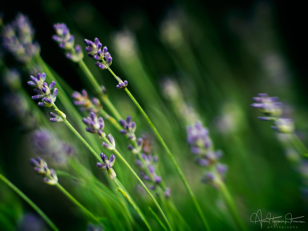Lavender by atchoo