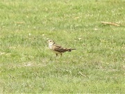 28th May 2018 - Skylark - A First!