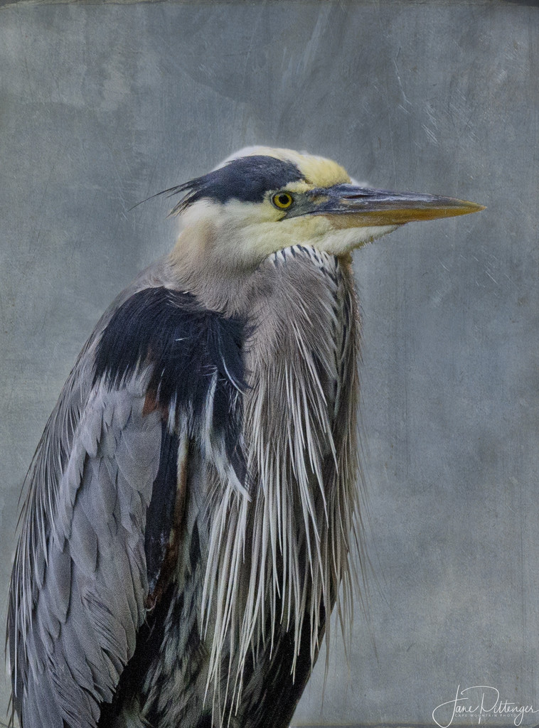 Blue Heron Portrait by jgpittenger