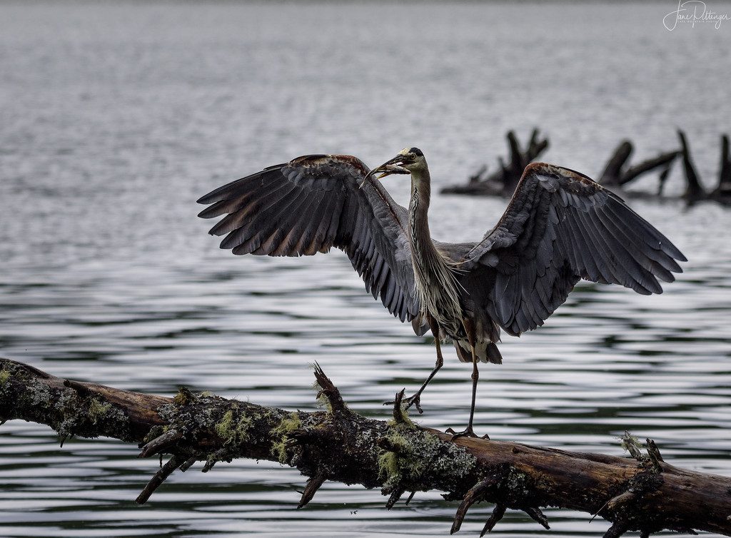 Wet Blue Heron with Fish by jgpittenger