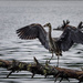 Wet Blue Heron with Fish by jgpittenger