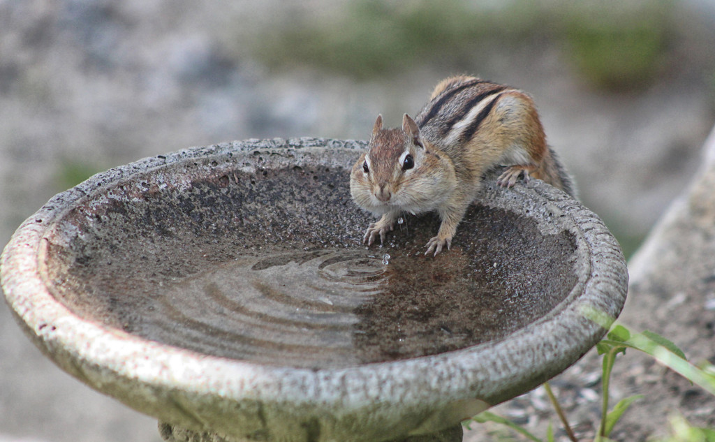 Having A Drink From The Chipmunkbath by paintdipper