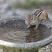 Having A Drink From The Chipmunkbath by paintdipper