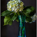 hydrangeas in vase by jernst1779
