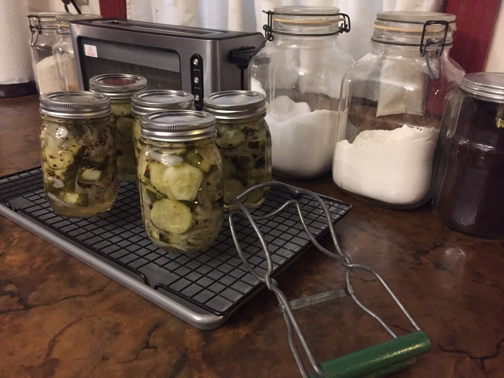 Pickle-making day by margonaut