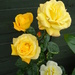 rose called charlotte. by arthurclark