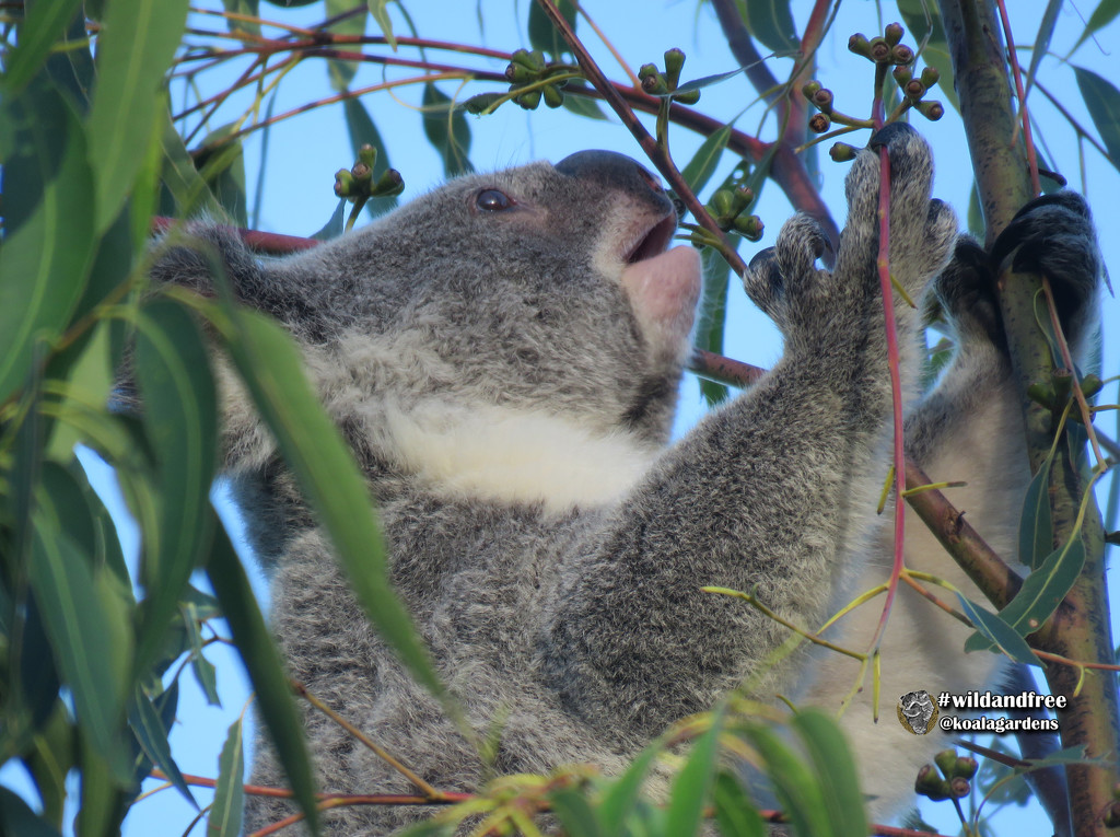 early dinner by koalagardens