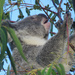 early dinner by koalagardens