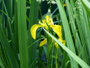 11th Jun 2018 - Flag Iris 