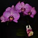 Orchid Minding For A Friend ~ by happysnaps