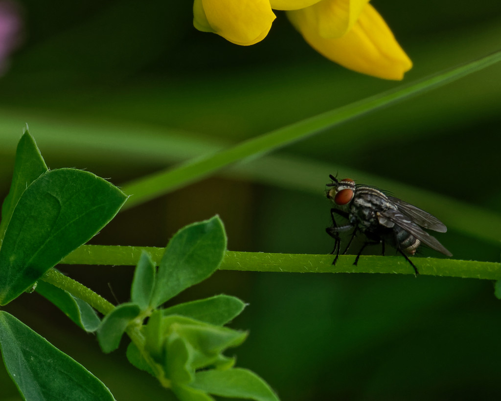 Fly closeup by rminer