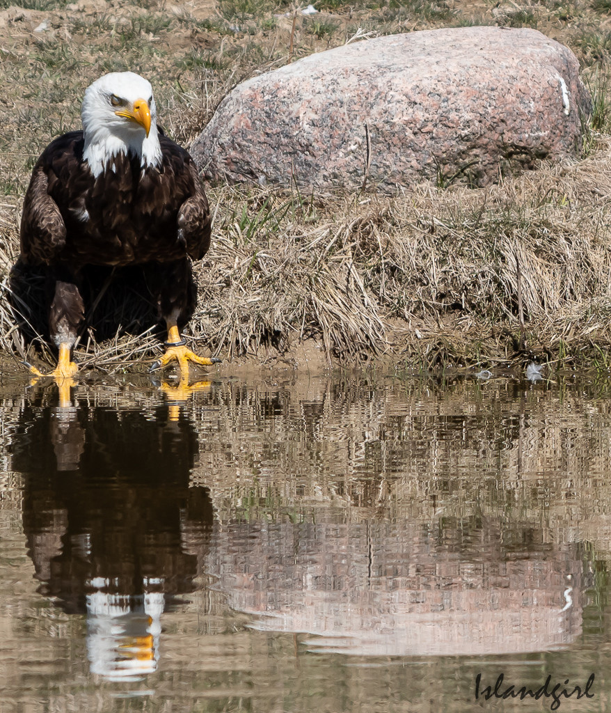 Bald Eagle by radiogirl
