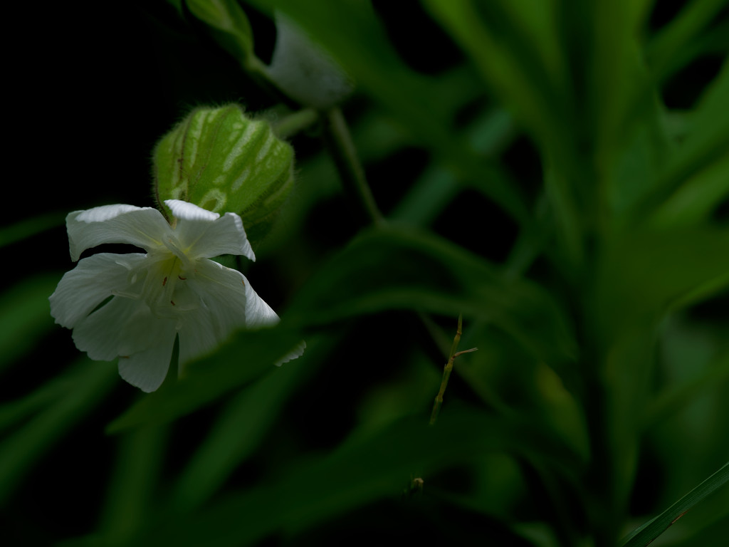 White campion by rminer