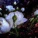 White Roses at Dusk by houser934