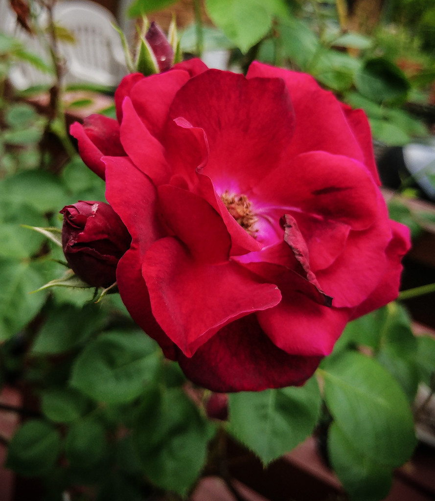 Red Roses by the porch by houser934