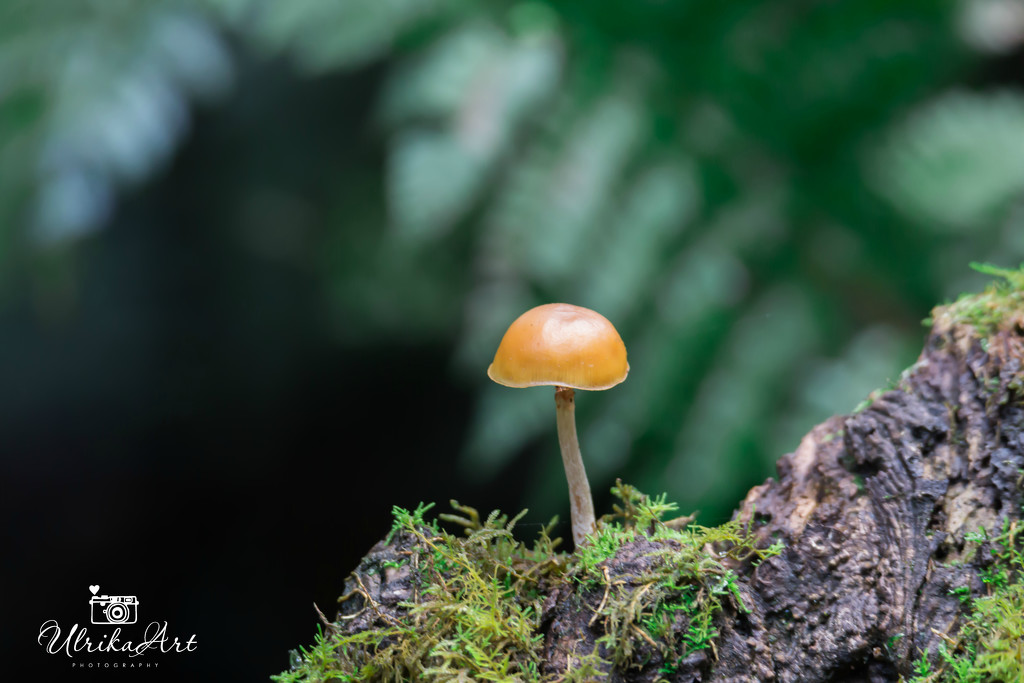 single mushroom by ulla