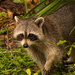 Rocky Raccoon Was Approaching! by rickster549