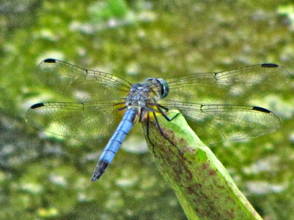 Dragonfly by photogypsy