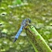 Dragonfly by photogypsy