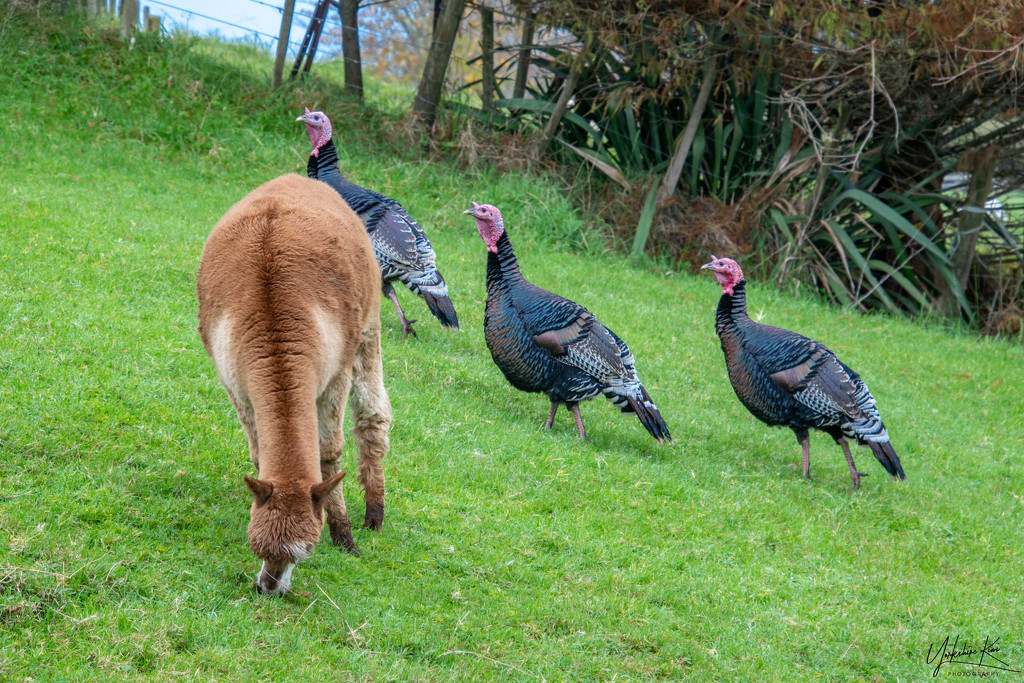 Giant Turkeys by yorkshirekiwi