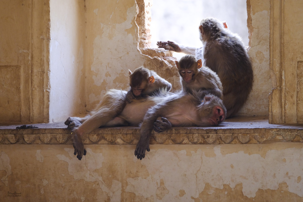 Monkeys at Taragarh Fort by dkbarnett