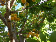 8th Jun 2018 - Apricots now ready to pick. 