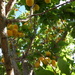 Apricots now ready to pick.  by chimfa