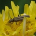 Bug Food or Weed? by 30pics4jackiesdiamond