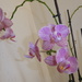 One of our other orchids. by chimfa