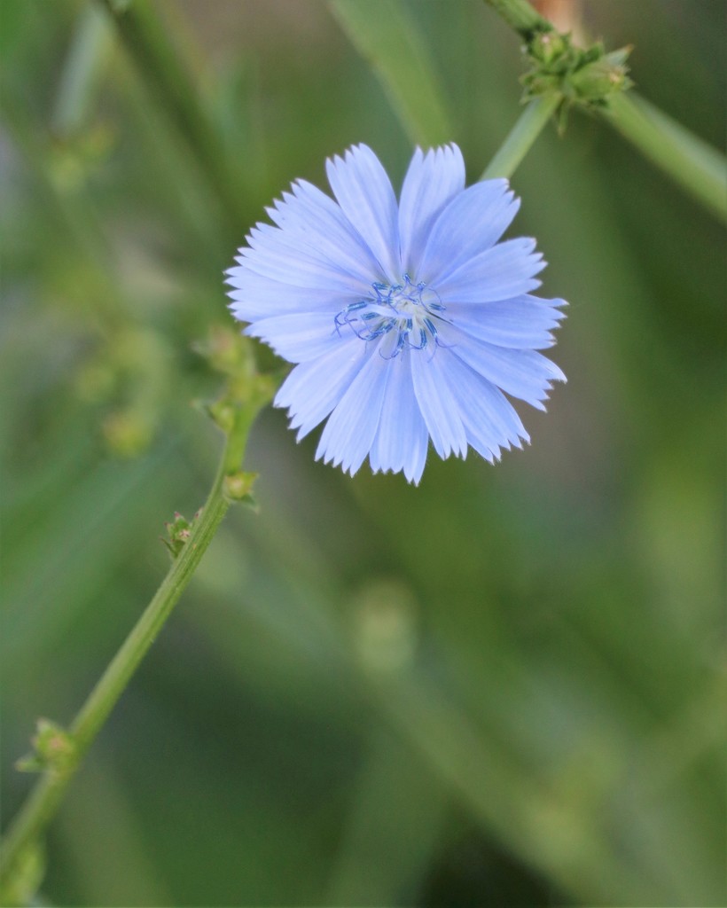 June 11: Chicory by daisymiller