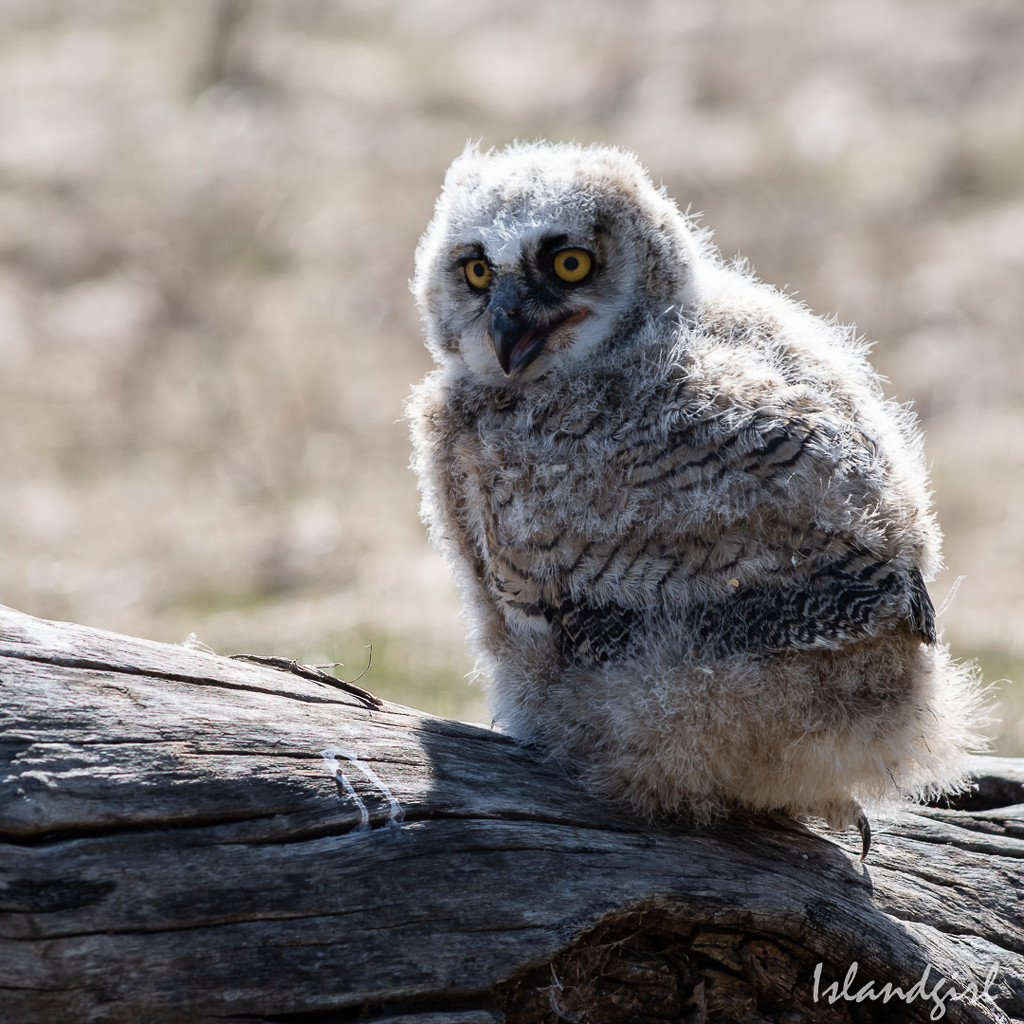 Great Horned Owlet by radiogirl