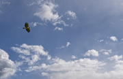 12th Jun 2018 - Red Tailed Hawk Flying High A La Jonathan Livingston Seagull