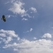 Red Tailed Hawk Flying High A La Jonathan Livingston Seagull by jgpittenger
