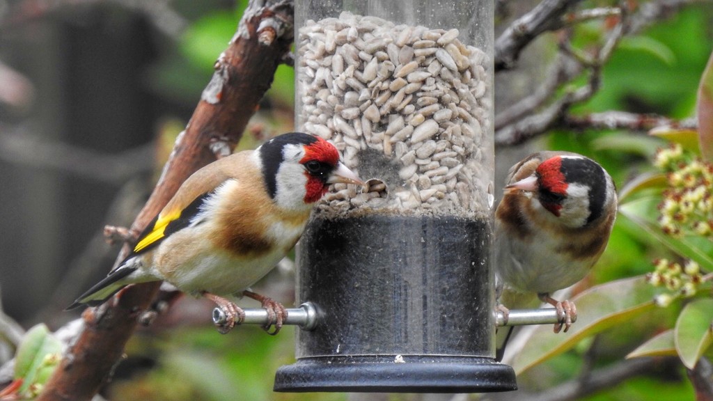 A pair of goldfinches by mattjcuk