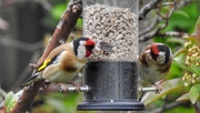12th Jun 2018 - A pair of goldfinches