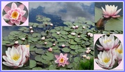 12th Jun 2018 - Waterlily collage