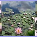 Waterlily collage by grace55