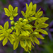 Allium Molly by tonygig