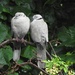 Sleep Collared Doves by roachling