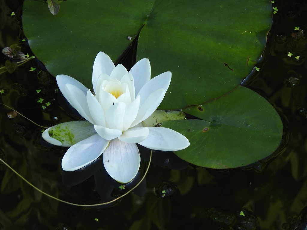 Water Lily by roachling