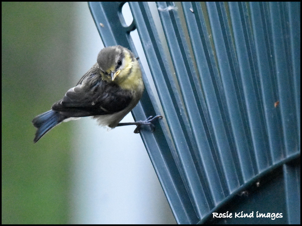 Little blue tit by rosiekind