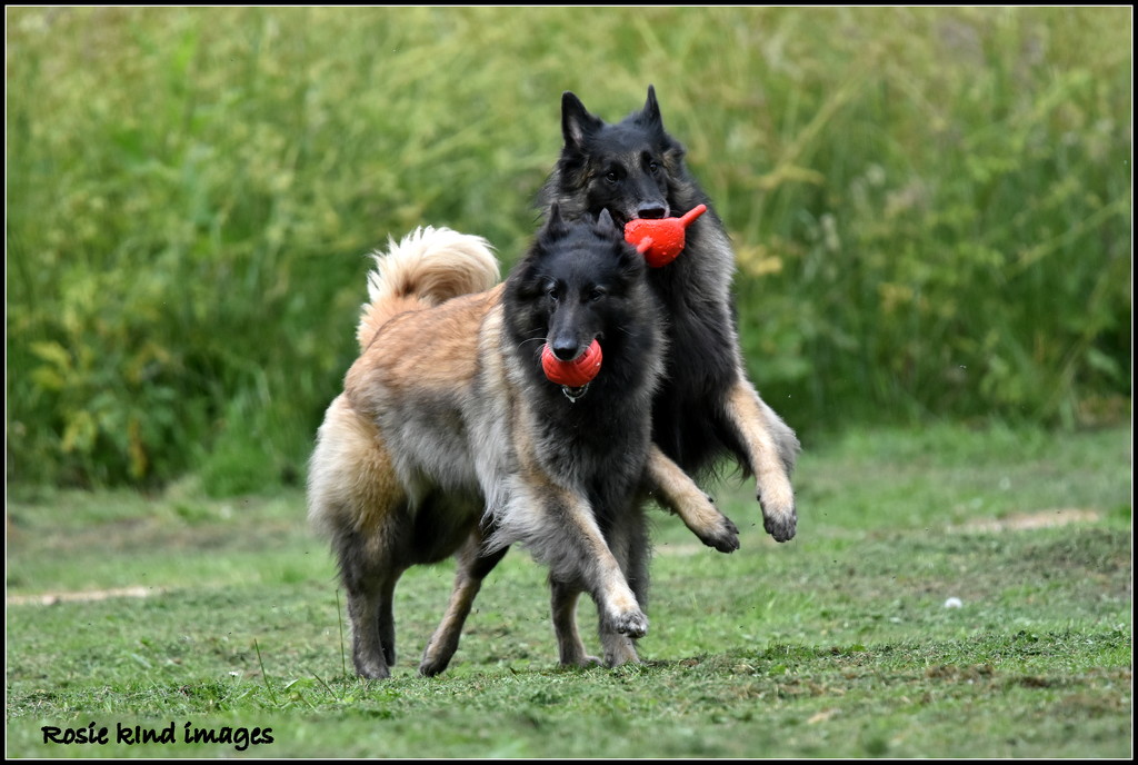 Playful dogs by rosiekind