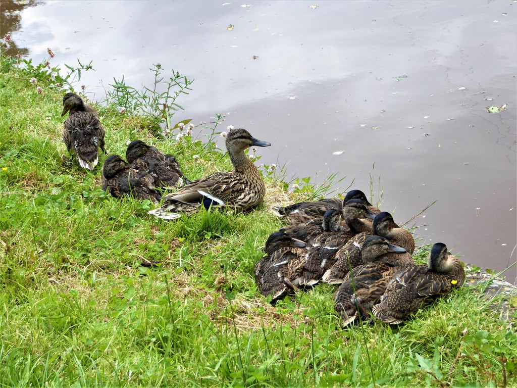 Mrs Duck's Large Family by susiemc
