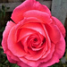 Memorial rose! by bigmxx