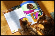 4th Jan 2011 - The Spoiled Bengals