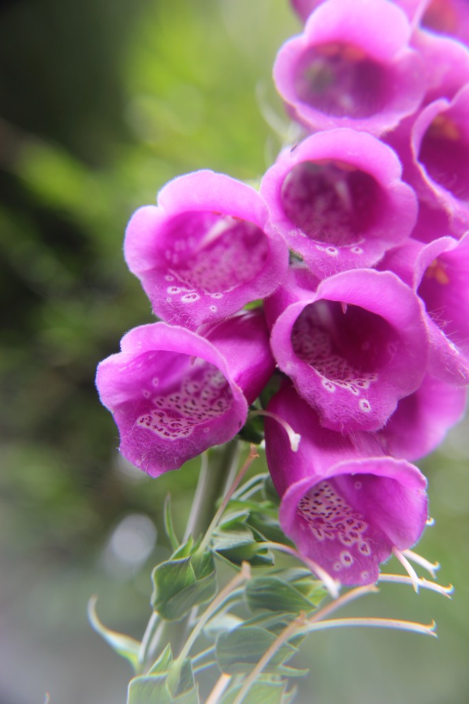 Foxgloves by cookingkaren