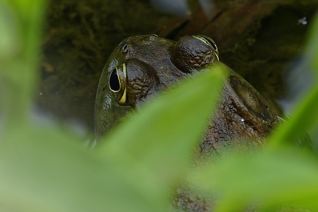 Frog Eyes by rminer