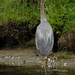 Tall Great Blue Heron by rminer